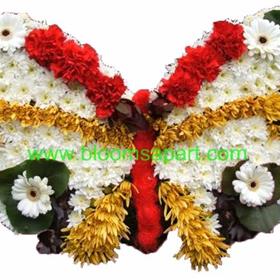 fwthumbButterfly - DSC04289.jpg